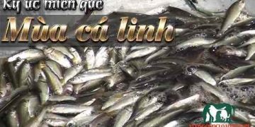 cá linh