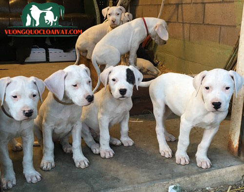 trại chó dogo argentino