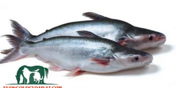 cá basa nấu gì ngon