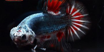 Cá Betta (Lia Thia, Xiêm, Chọi cảnh) ĂN gì? Giá Rẻ nhất bao nhiêu?
