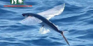 cá chuồn sống ở đâu