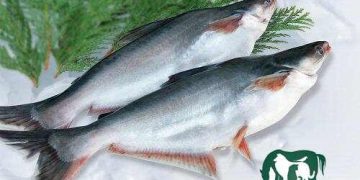cá dứa sống ở đâu