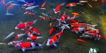 cá koi khổng lồ