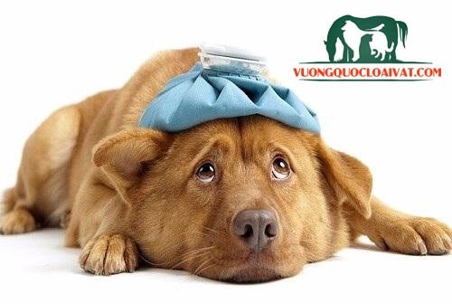 chó bị hoảng sợ