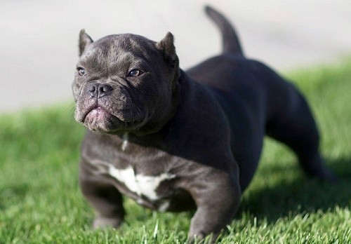 Tổng hợp hình ảnh chó Pitbull đẹp nhất Ảnh đẹp về chó