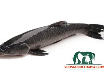 cá trắm đen