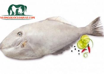 cách lột da cá bò da