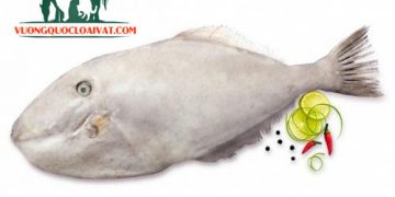 cách lột da cá bò da