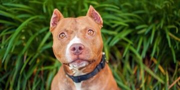 Tại sao phải cắt tai chó?