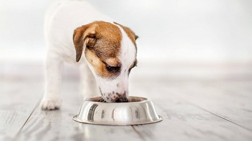 Kiểm soát chế độ ăn uống của chó