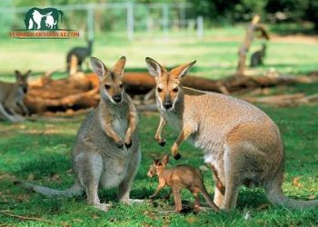 chuột túi kangaroo úc