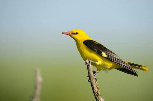 Top 12 Loài chim cảnh phổ biến nhất Việt Nam - toplist.vn