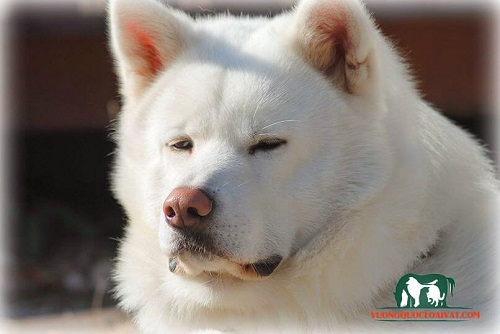 Chó trắng Akita