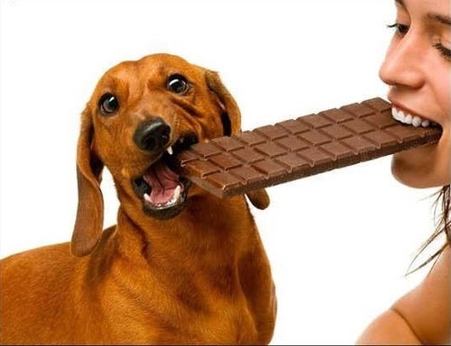 những con chó ăn sô cô la