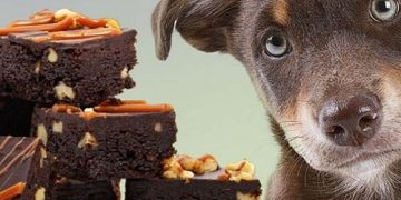 chó ăn phải socola