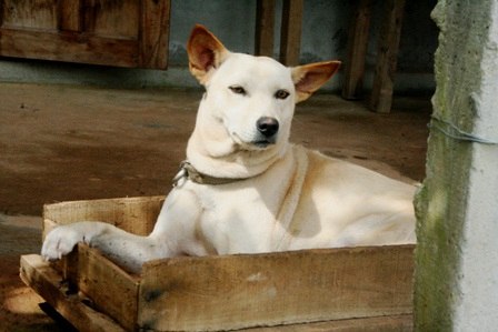 Chó trắng Phú Quốc