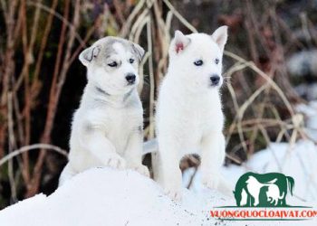 chó husky trắng