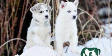 chó husky trắng