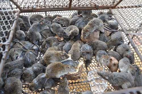 Mô hình nuôi chuột đồng ở các tỉnh miền Tây  con dao hai lưỡi