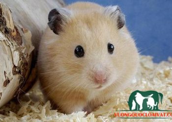 chuột hamster