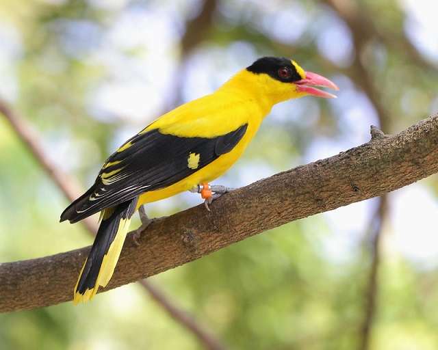 đặc điểm chim vàng anh