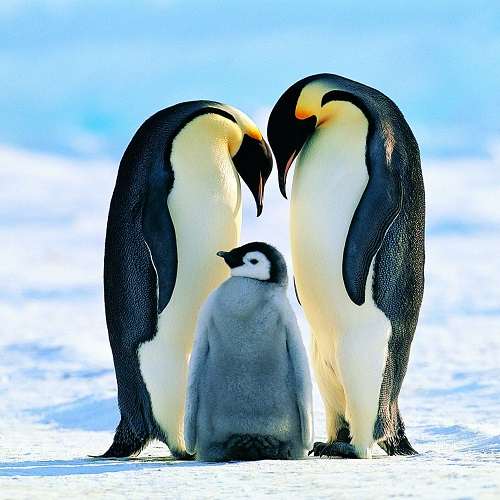 Hàng chục nghìn chim cánh cụt con chết đói ở Nam Cực - VnExpress
