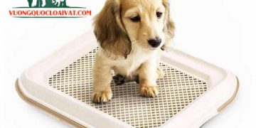 khay đi vệ sinh cho chó giá rẻ
