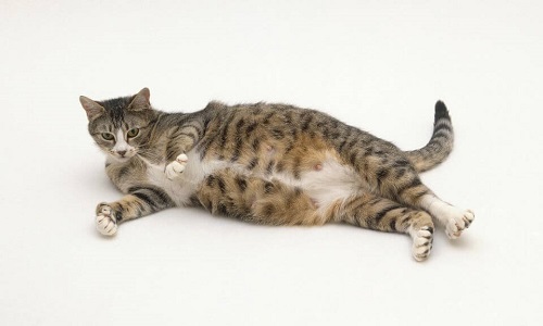 Mèo mang thai bao lâu? Mấy tháng thì đẻ? Mèo có bầu ăn gì?