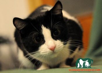 mèo tuxedo