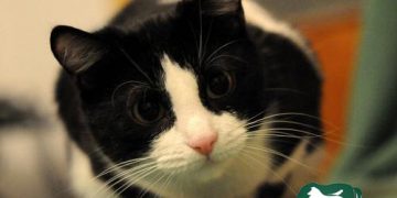 mèo tuxedo