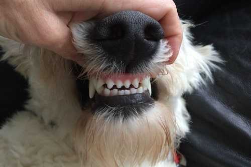 tuổi chó qua hàm răng