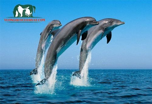 Cá Heo Dolphin là gì? Sống ở đâu? Đẻ … – Vương Quốc Loài Vật