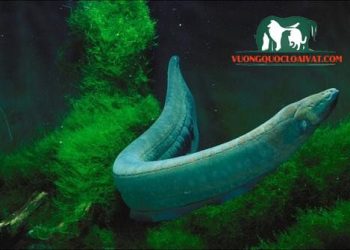 cá chình điện và cá sấu