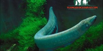 cá chình điện và cá sấu