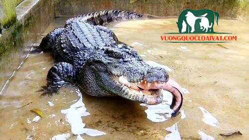 cá sấu ăn thịt người