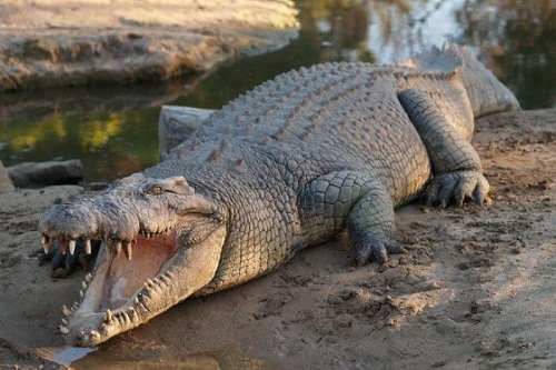 Đặc điểm hình dáng cá sấu