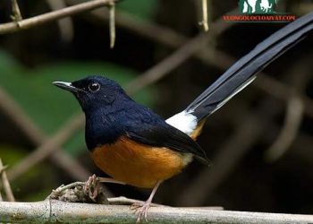 chích chòe lửa không hót