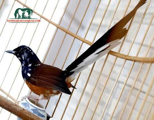 Chim chích choè đất: Kỹ thuật nuôi và chăm sóc | Farmvina Thú Cưng
