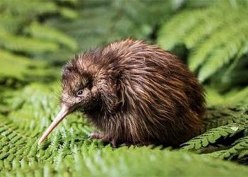 Chim Kiwi