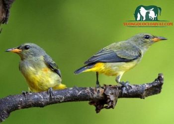 tiếng chim sâu đầu đỏ