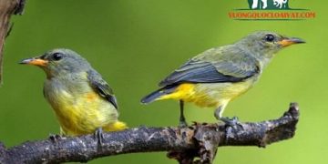 tiếng chim sâu đầu đỏ