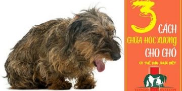cứu chó bị hóc xương
