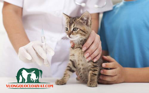 chữa bệnh cho mèo bị cảm