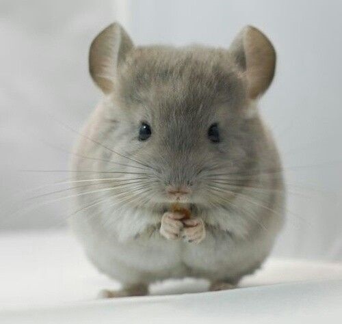 bán chuột chinchilla hcm