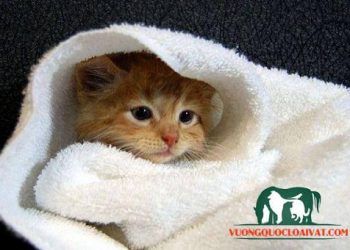 mèo bị cảm