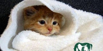 mèo bị cảm