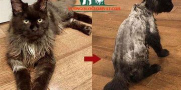 mèo bị ghẻ