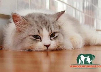mèo ăn cơm bị tiêu chảy
