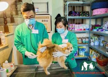 thiến chó tại nhà