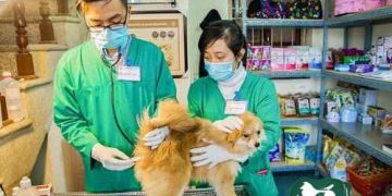 thiến chó tại nhà